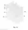 Fig. 02 - Self-aligned epitaxy layer
