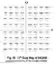 Fig. 46 - COFDM DCM Communication Systems with Preferred Labeling-Diversity Formats
