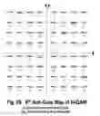 Fig. 86 - COFDM DCM Communication Systems with Preferred Labeling-Diversity Formats