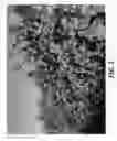 Fig. 02 - Raspberry plant named ‘WSU 2166’