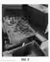 Fig. 06 - Raspberry plant named ‘WSU 2166’