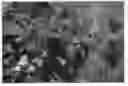 Fig. 01 - Raspberry Plant Named 'NN10062'