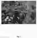 Fig. 02 - Raspberry Plant Named 'NN10062'