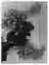 Fig. 02 - Grapevine Named 'SV22-88e-124'