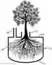 Fig. 01 - ENCAPSULATED AND SEGREGATED GROWTH CONTAINERS