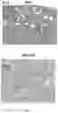 Fig. 06 - Compositions for organ preservation