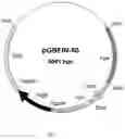 Fig. 02 - Lipolytic enzyme variants