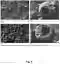 Fig. 07 - Hemp Protein and Use for Microencapsulation
