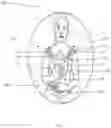 Fig. 02 - Kangaroo care wearable device and method thereof