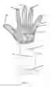 Fig. 02 - DISHWASHING GLOVE