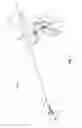 Fig. 02 - Surgical forceps