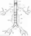 Fig. 01 - Stent with a crush-resistant zone