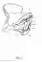 Fig. 02 - Rear sheet adjustment assembly of neck collar