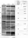 Fig. 02 - Hyaluronic acid microstructure having excellent solubility characteristics