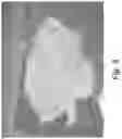 Fig. 04 - Stable silk fibroin based pharmaceutical formulations