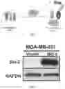 Fig. 02 - Small molecule BCL-2 functional converters as cancer therapeutics
