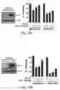 Fig. 22 - Small molecule BCL-2 functional converters as cancer therapeutics