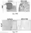 Fig. 30 - Small molecule BCL-2 functional converters as cancer therapeutics