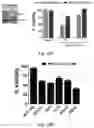 Fig. 32 - Small molecule BCL-2 functional converters as cancer therapeutics