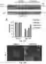 Fig. 35 - Small molecule BCL-2 functional converters as cancer therapeutics