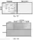 Fig. 37 - Small molecule BCL-2 functional converters as cancer therapeutics