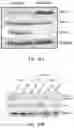 Fig. 40 - Small molecule BCL-2 functional converters as cancer therapeutics