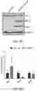 Fig. 41 - Small molecule BCL-2 functional converters as cancer therapeutics