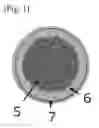 Fig. 02 - PHARMACEUTICAL COMPOSITION