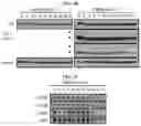 Fig. 05 - Autophagy enhancer and use thereof