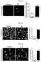 Fig. 08 - Autophagy enhancer and use thereof