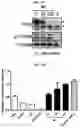 Fig. 09 - Autophagy enhancer and use thereof