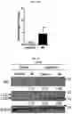 Fig. 20 - Autophagy enhancer and use thereof