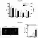 Fig. 28 - Autophagy enhancer and use thereof