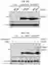 Fig. 32 - Autophagy enhancer and use thereof