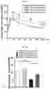 Fig. 34 - Autophagy enhancer and use thereof