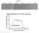 Fig. 32 - Azophenols as ERG Oncogene Inhibitors