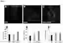 Fig. 02 - COMPOSITIONS AND METHODS FOR INCREASING REMYELINATION