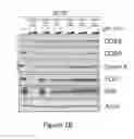Fig. 19 - Compositions and methods for treating CDK4/6-mediated cancer