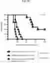 Fig. 20 - SCAFFOLDS TO TREAT SOLID TUMOR CELLS AND ESCAPE VARIANTS