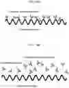 Fig. 23 - SCAFFOLDS TO TREAT SOLID TUMOR CELLS AND ESCAPE VARIANTS