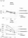 Fig. 14 - CHIMERIC ANTIGEN RECEPTOR AND NATURAL KILLER CELLS EXPRESSING SAME