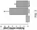 Fig. 07 - ADOPTIVE TRANSFER OF PLASMACYTOID DENDRITIC CELLS TO PREVENT OR TREAT OCULAR DISEASES AND CONDITIONS