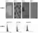 Fig. 02 - Pluripotent stem cell-derived oligodendrocyte progenitor cells for the treatment of spinal cord injury