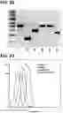 Fig. 22 - Microorganisms programmed to produce immune modulators and anti-cancer therapeutics in tumor cells