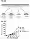Fig. 29 - Microorganisms programmed to produce immune modulators and anti-cancer therapeutics in tumor cells