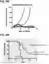 Fig. 35 - Microorganisms programmed to produce immune modulators and anti-cancer therapeutics in tumor cells