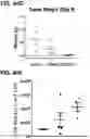 Fig. 43 - Microorganisms programmed to produce immune modulators and anti-cancer therapeutics in tumor cells