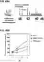 Fig. 50 - Microorganisms programmed to produce immune modulators and anti-cancer therapeutics in tumor cells