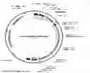 Fig. 01 - Gene therapy for treating Phenylketonuria