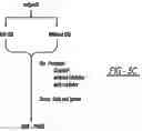 Fig. 07 - Method and composition for a protein transduction technology and its applications